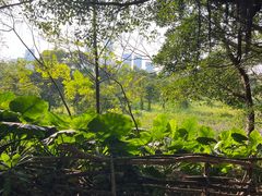 -华侨城湿地公园
