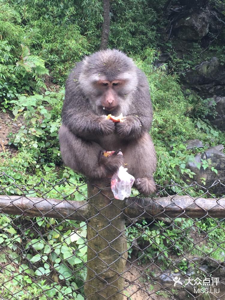 峨眉山胖猴图片