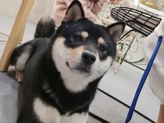 -喜柴咖啡·柴犬狗咖