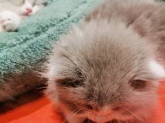 -babydoll猫舍·米努特·德文·缅因(久光中心店)