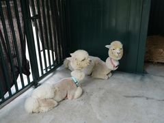 -青岛鑫江温德姆酒店