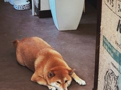 -啡语