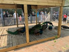 -长白岛森林公园