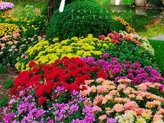 -上海共青森林公园