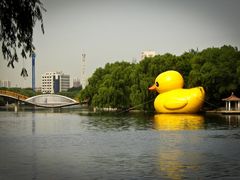 山寨“大黄鸭”-沈阳南湖公园