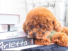 -PETKIT小佩宠物·低压洗护(国顺东路店)