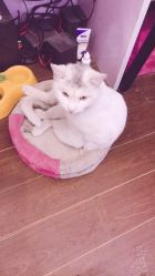 -梵梦影像馆(绿博园店)