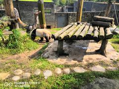 -都江堰中华大熊猫苑