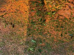 -环城公园-琥珀潭