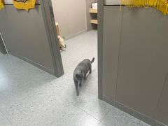 -嘉美宠物医院
