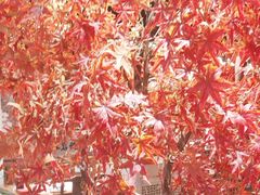 -杨记隆府重庆江湖菜(大悦城店)