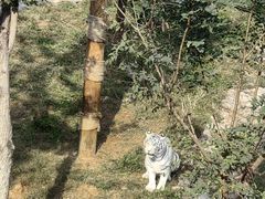 -石家庄市动物园