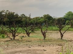 -鹤之洲湿地公园