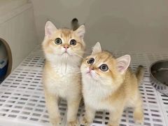 -lincat·猫舍(广州店)