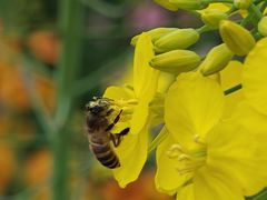 -中国天府农业博览园