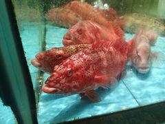 -国惠大酒楼(仓山万达店)