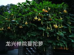 -九尺赵老四鲜鹅肠火锅