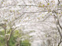 -高东镇樱花园