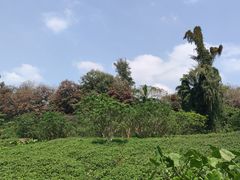 -海南热带野生动植物园