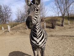 -北京野生动物园