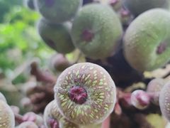 -呀路古热带植物园