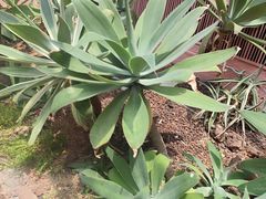 -正佳雨林生态植物园
