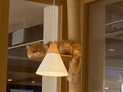 -CAT’S MEWSTAR CAFE·喵星球猫屋(晴湾咖啡店)