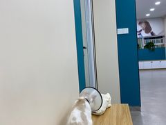 -小伙伴宠物医院·CT·骨科·眼科(高新店)