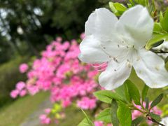 -杭州植物园