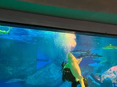 -海合安成都极地海洋公园
