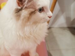 -三花喵·撸猫购宠·宠物生活馆(虹桥南丰城店)