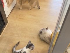 -有喵·猫咖·狗咖·30几只猫10只小狗(岗厦店)