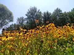 -永定河休闲森林公园