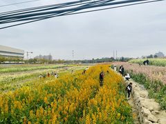 -三圣花乡旅游区
