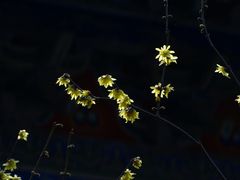 -万寿八仙宫