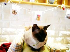 -猫咖时代(中山亭店)