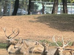 -秦皇岛野生动物园