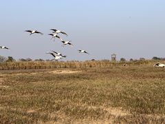-盐城丹顶鹤湿地生态旅游区