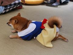 -逗柴咖啡屋·狗咖猫咖宠物桌游