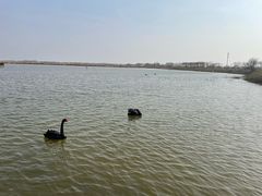 -南大港湿地风景区