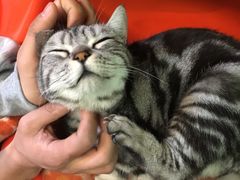 -猫咪博物馆(顶澳仔猫街店)