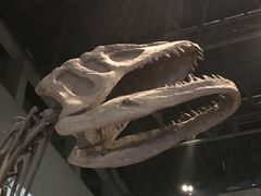 -自贡恐龙博物馆