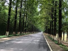 -黄海国家森林公园