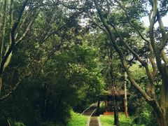 -青龙山国家森林公园