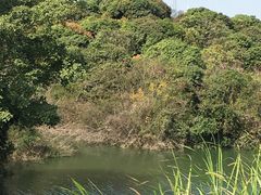 -深圳仙湖植物园