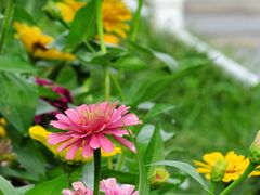 -玄武湖景区-情侣园游乐场