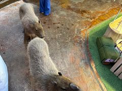 -正佳雨林生态植物园