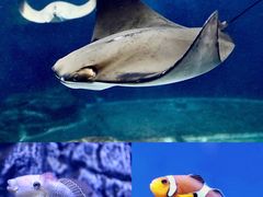 -上海海洋水族馆