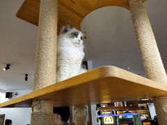 -喵园·猫主题咖啡厅·撸猫·猫咖(国贸店)