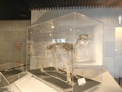 -北京周口店北京人遗址博物馆